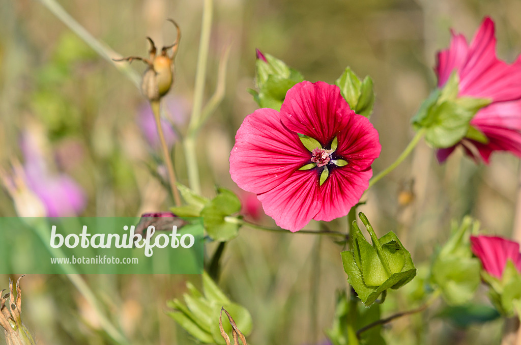 524135 - Malope à grandes fleurs (Malope trifida)