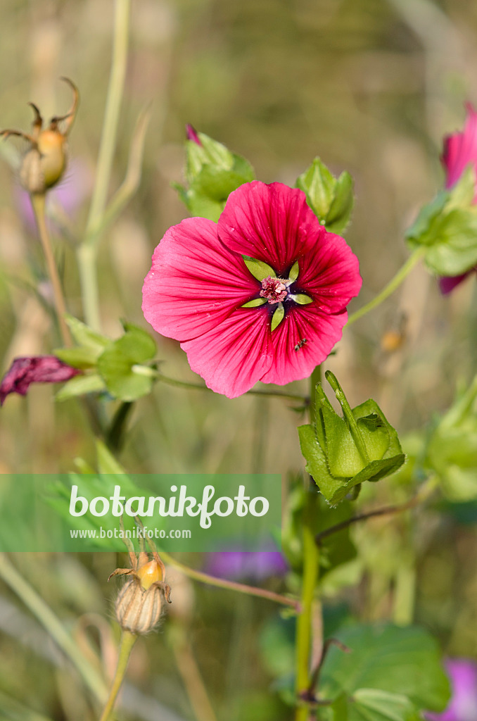 524136 - Malope à grandes fleurs (Malope trifida)