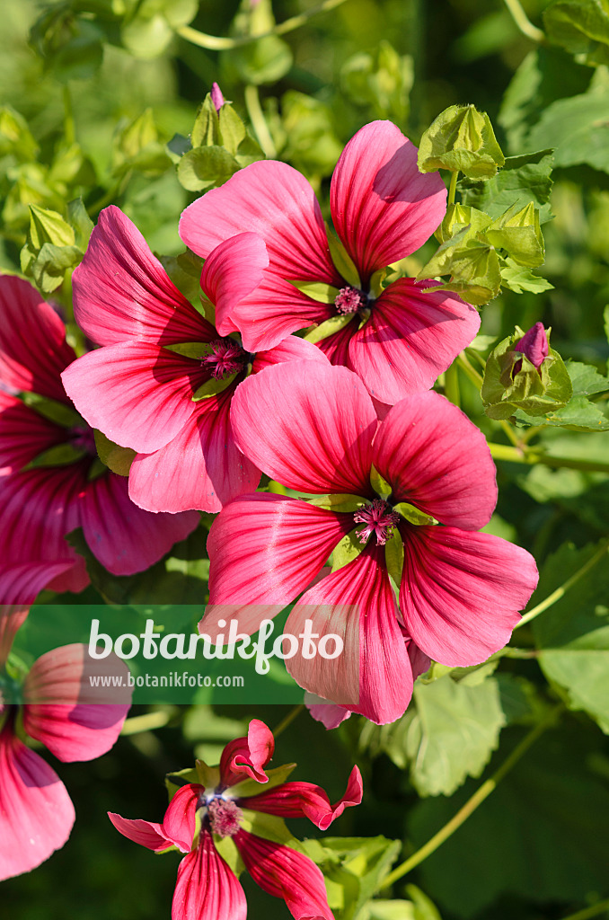 534446 - Malope à grandes fleurs (Malope trifida 'Grandiflora')