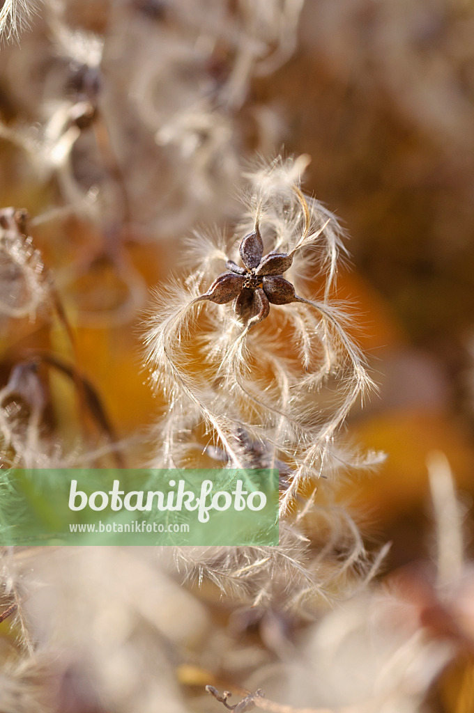 489121 - Manchurian clematis (Clematis mandshurica)