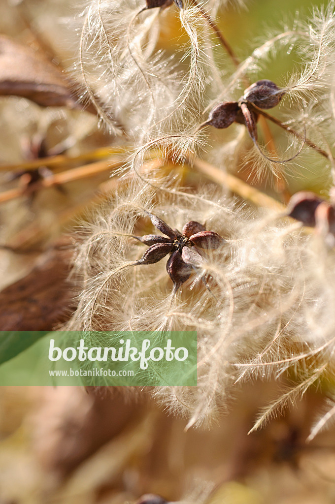 489122 - Manchurian clematis (Clematis mandshurica)