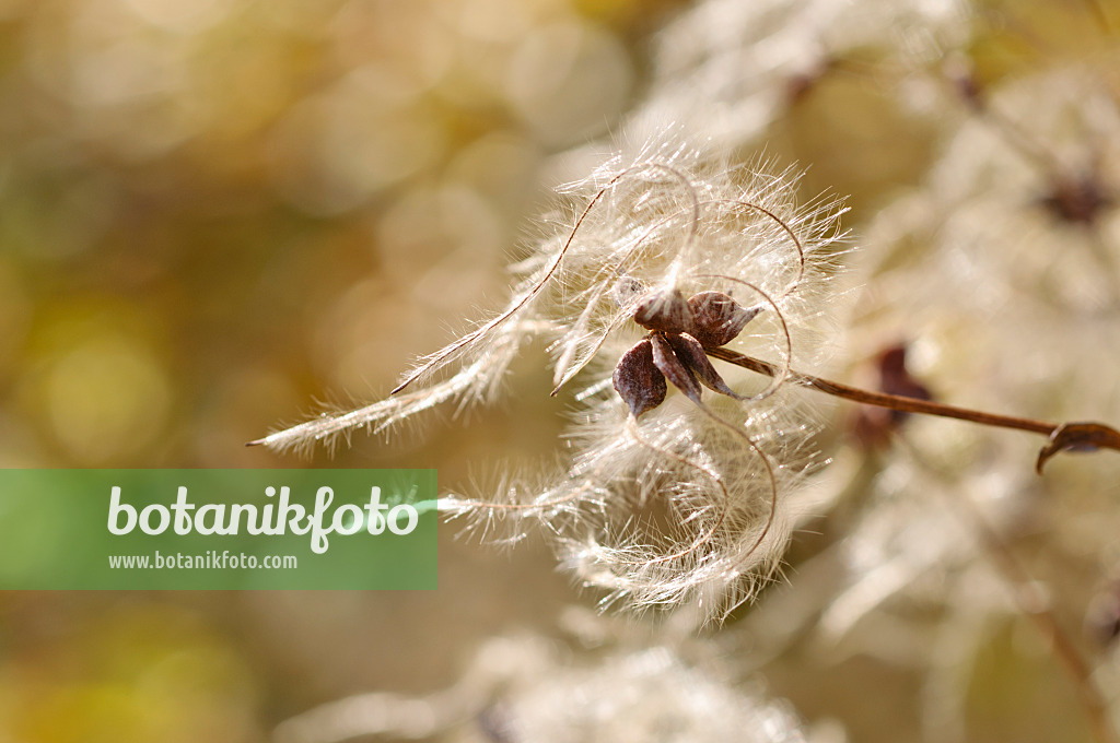 489123 - Manchurian clematis (Clematis mandshurica)
