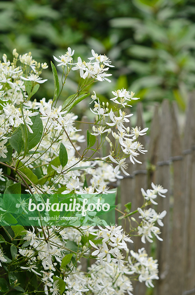 521451 - Manchurian clematis (Clematis mandshurica)