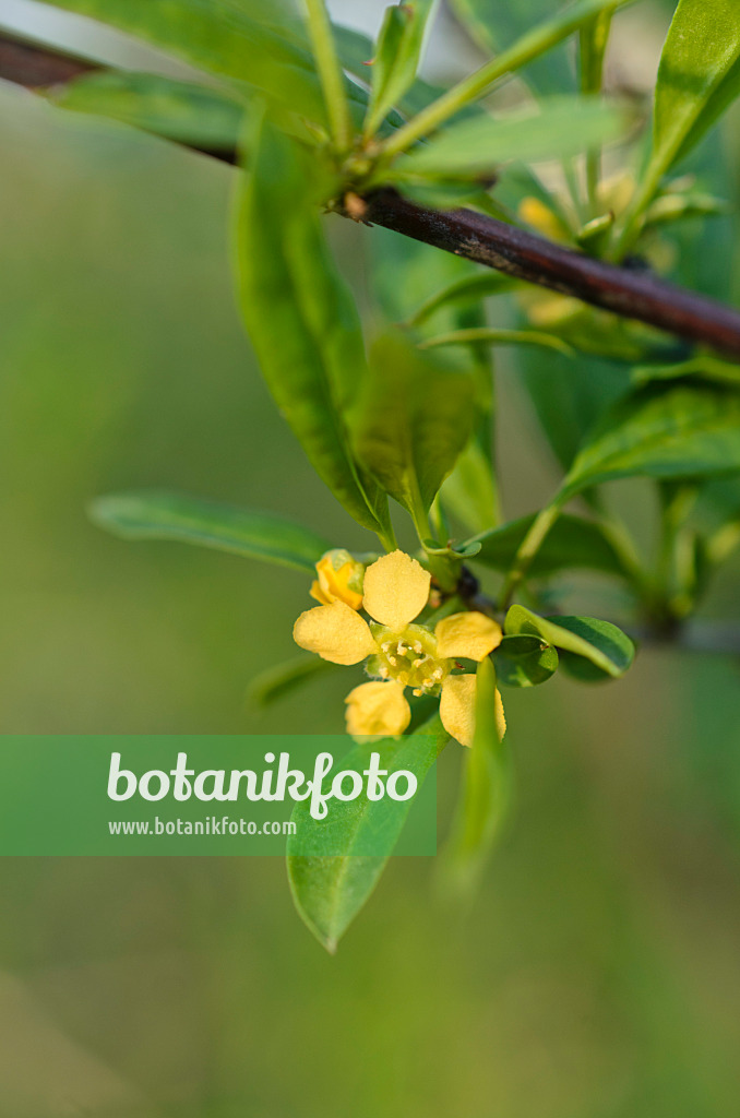 507040 - Mandschurische Dornkirsche (Prinsepia sinensis)