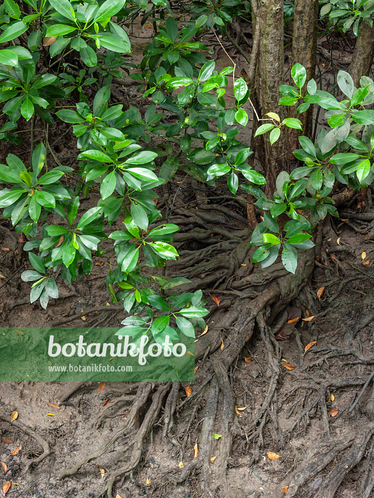 411107 - Mangrove (Rhizophora)