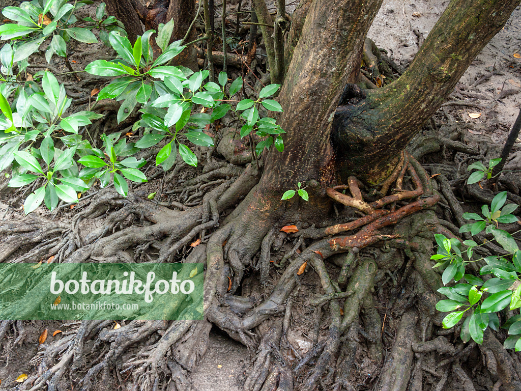 411108 - Mangrove (Rhizophora)