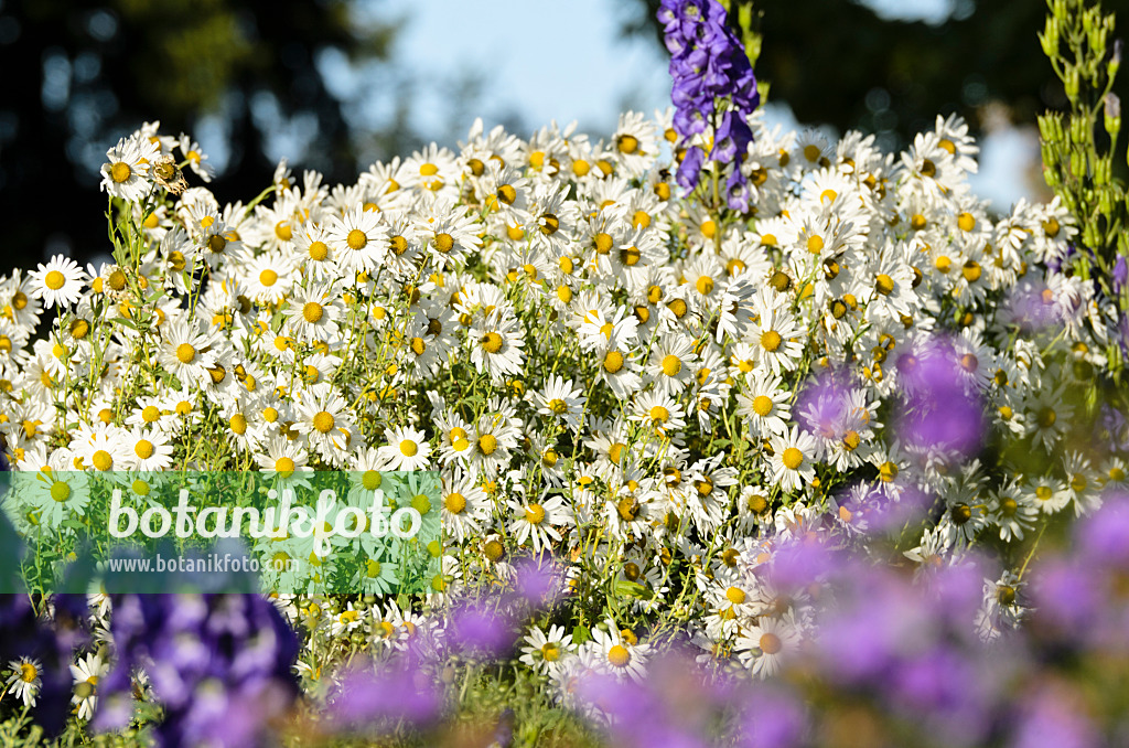 501038 - Marguerite d'automne (Leucanthemella serotina)