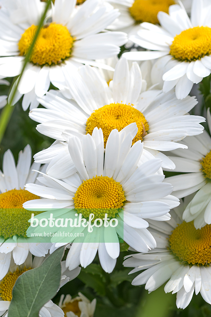 664225 - Marguerite géante (Leucanthemum maximum)