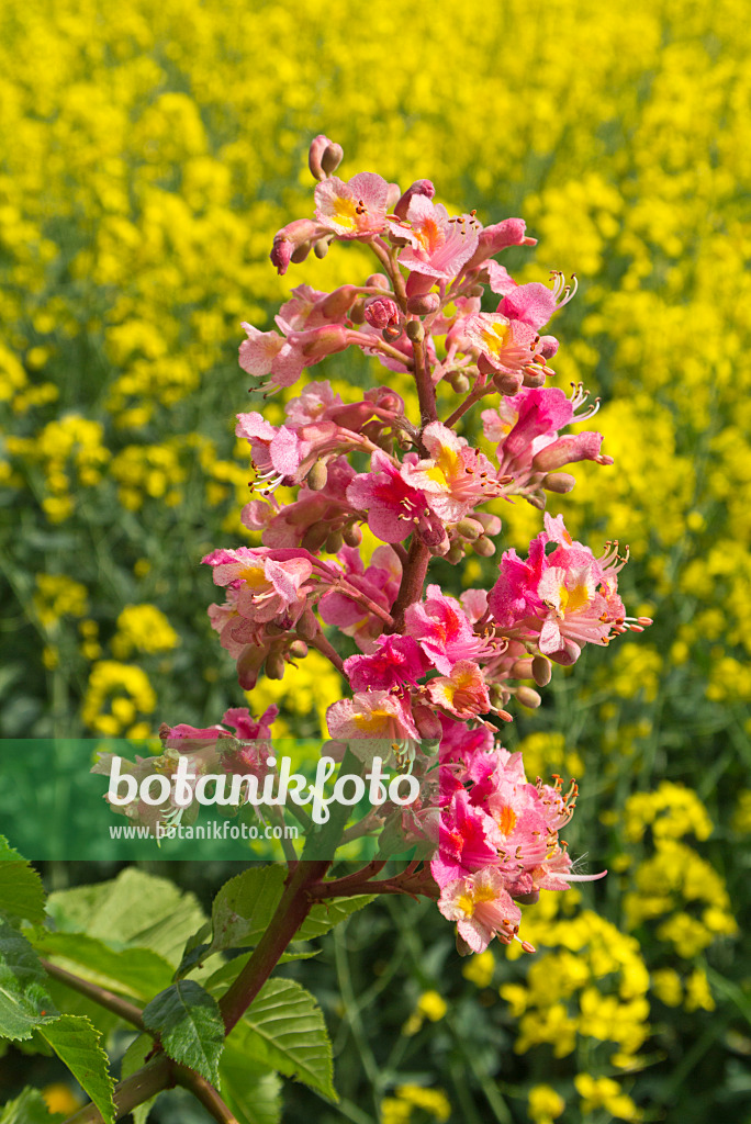 544097 - Marronnier à fleurs rouges (Aesculus x carnea)