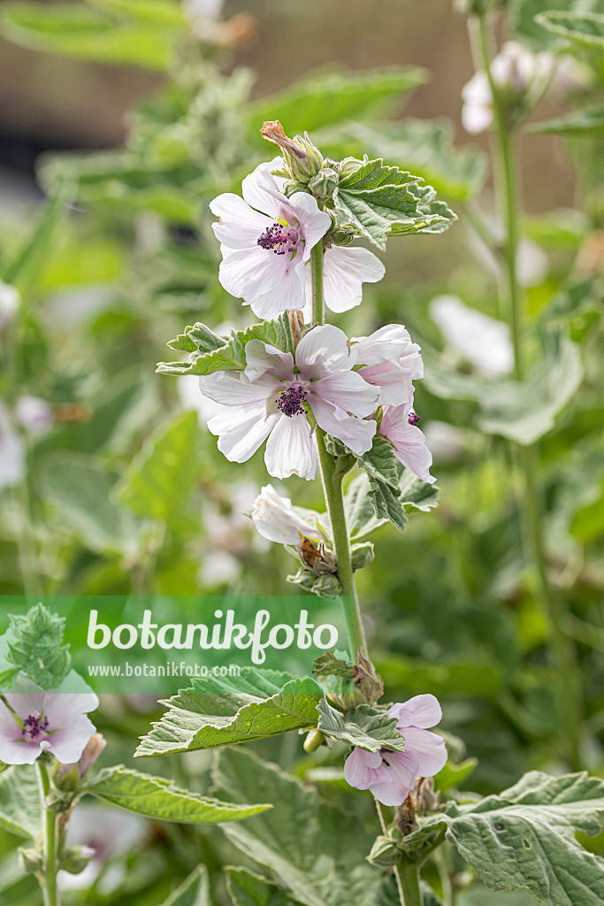 651048 - Marsh mallow (Althaea officinalis)