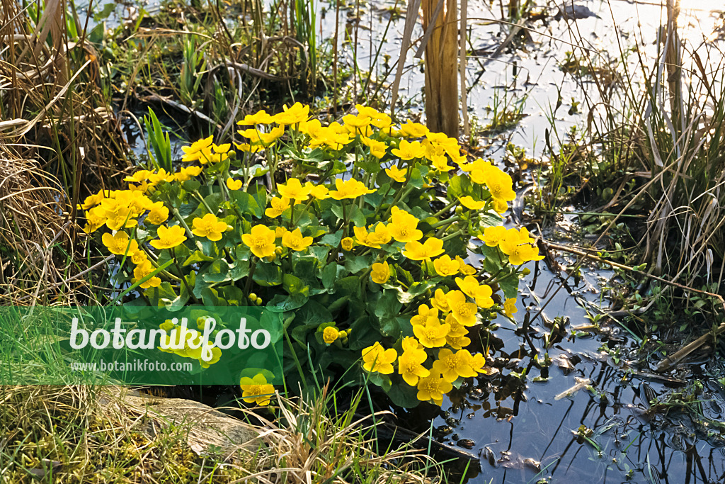 364031 - Marsh marigold (Caltha palustris)