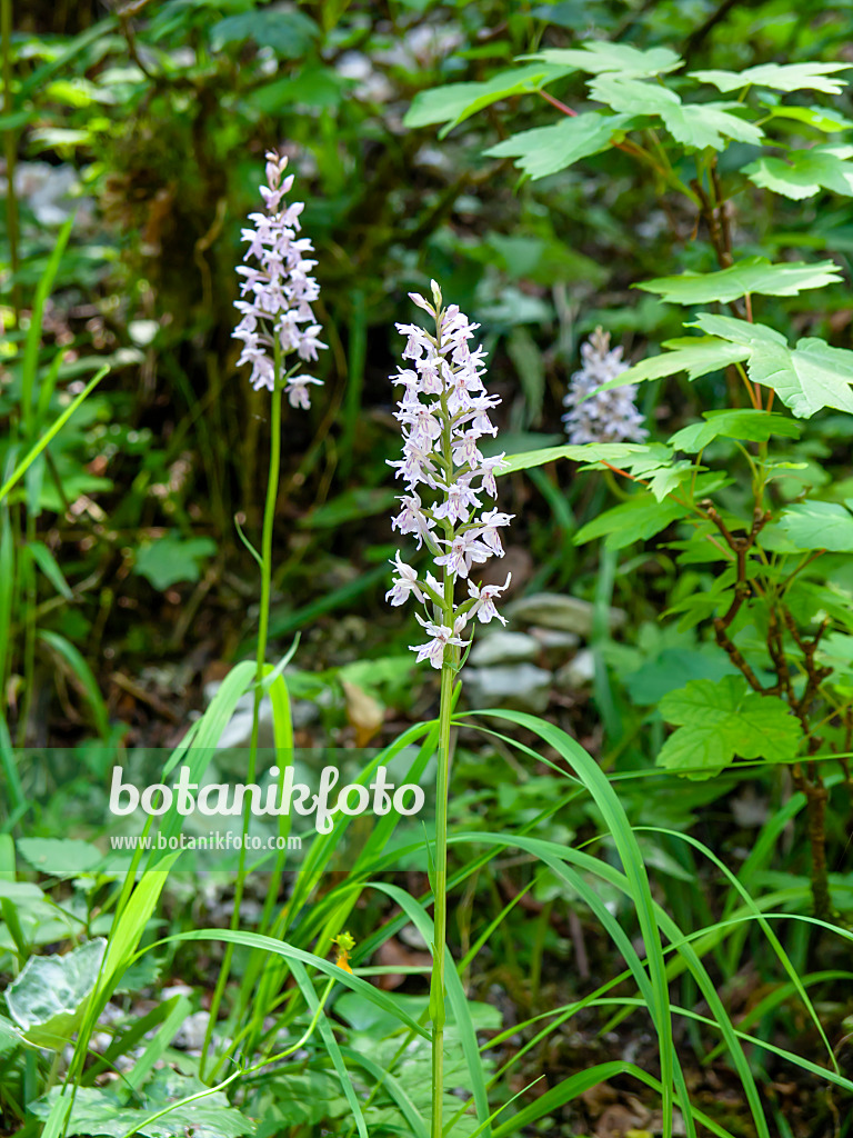 439137 - Marsh orchid (Dactylorhiza)