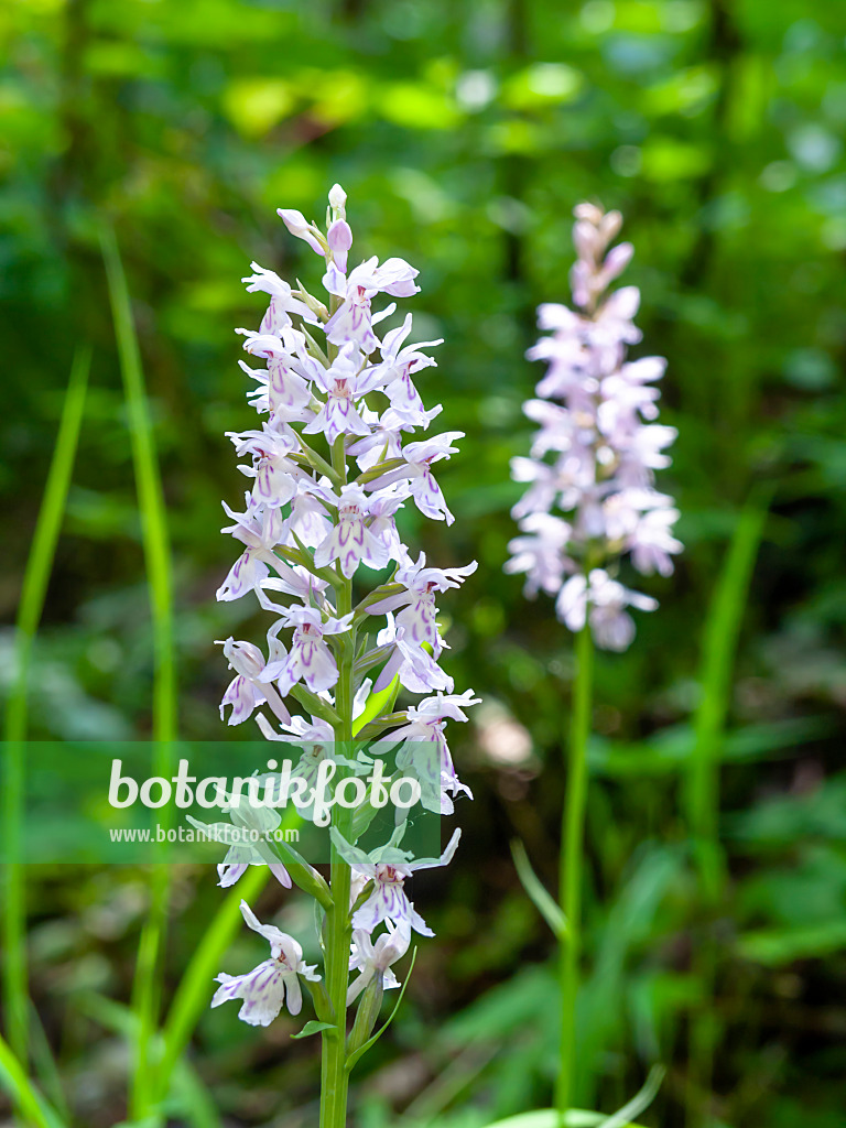 439138 - Marsh orchid (Dactylorhiza)