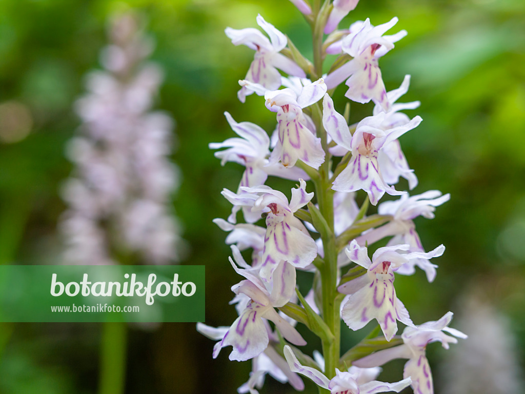 439139 - Marsh orchid (Dactylorhiza)