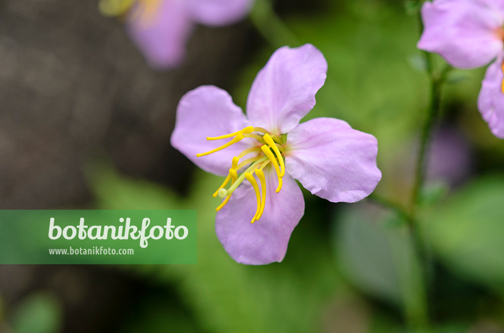 536015 - Maryland meadowbeauty (Rhexia mariana)