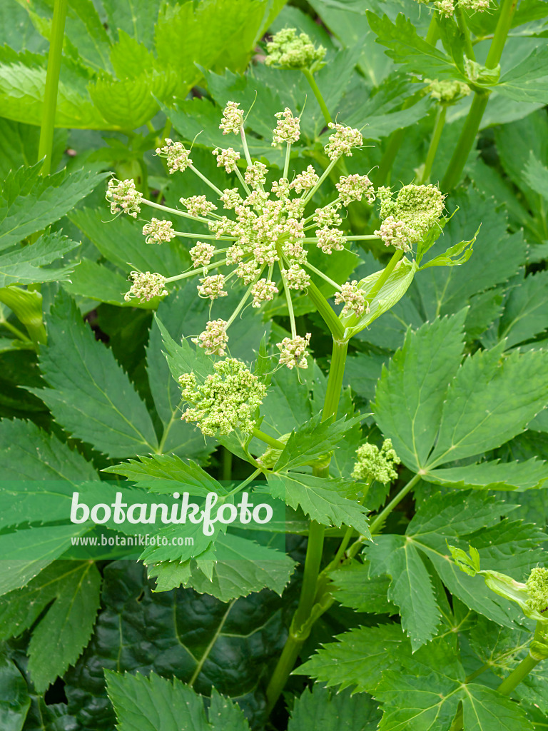 437334 - Masterwort (Peucedanum ostruthium)