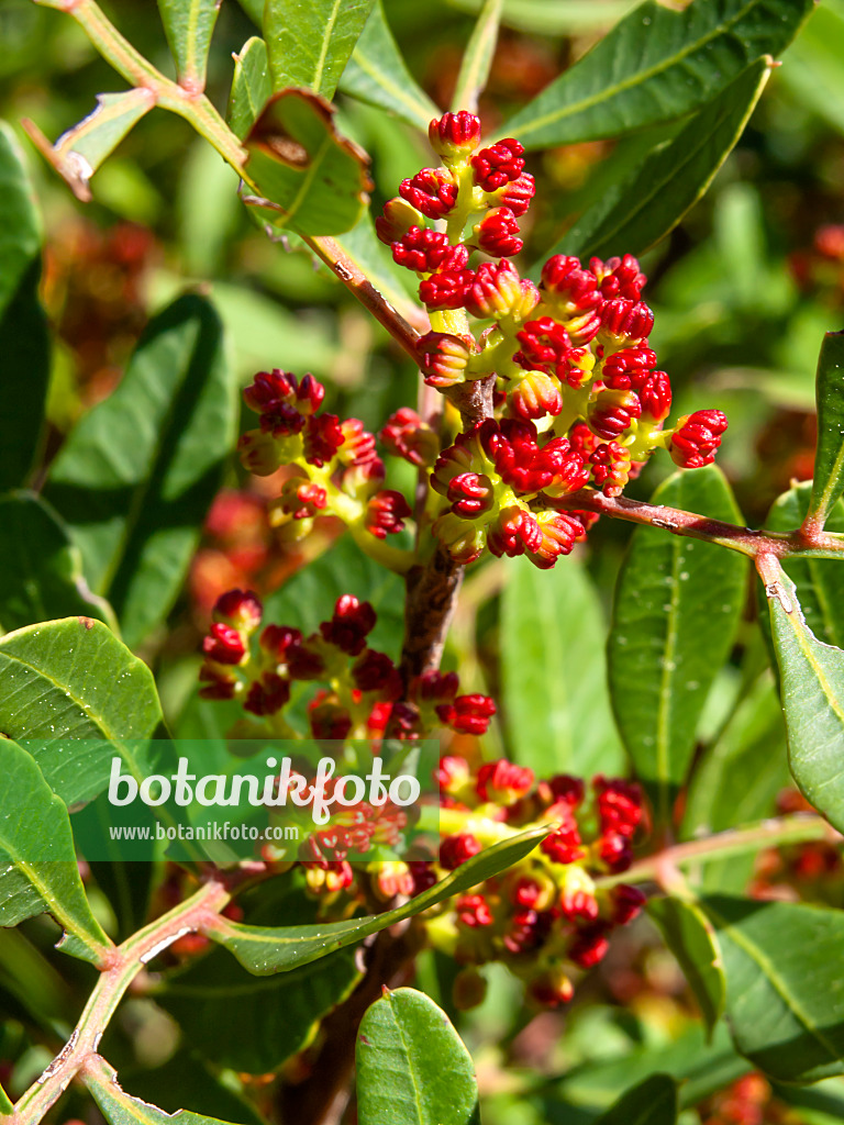 424103 - Mastic tree (Pistacia lentiscus)