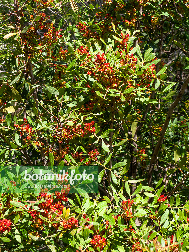 424102 - Mastixstrauch (Pistacia lentiscus)