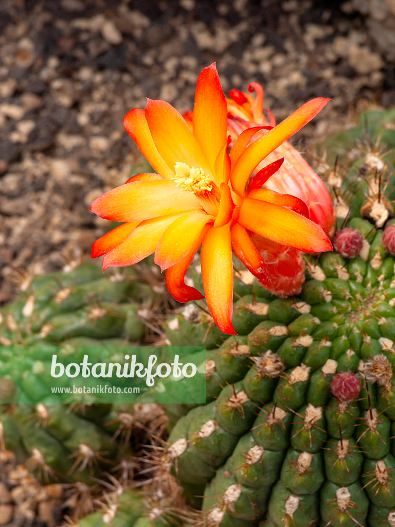 448100 - Matucana pallarensis