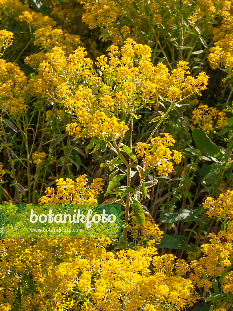 414186 - Mauersteinkraut (Alyssum murale)
