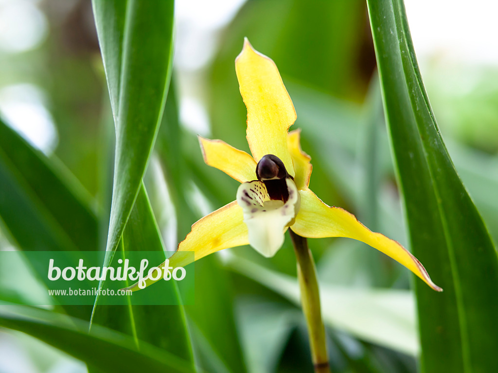 435007 - Maxillaria chrysantha