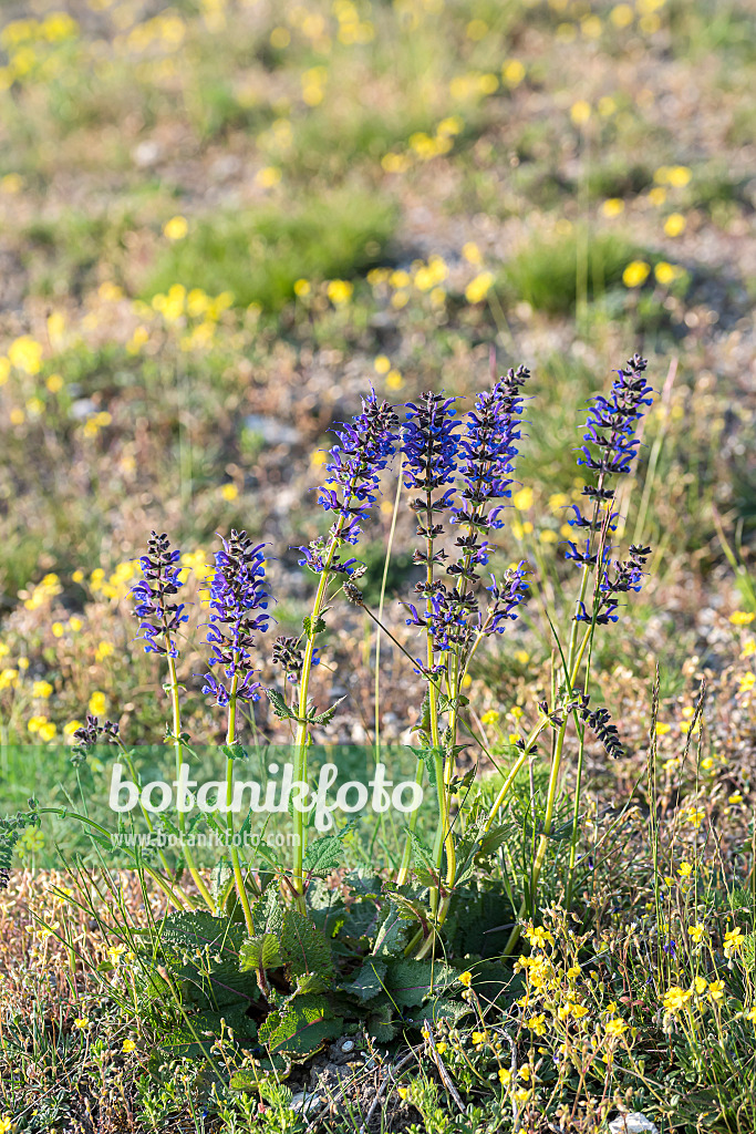 651508 - Meadow clary (Salvia pratensis)