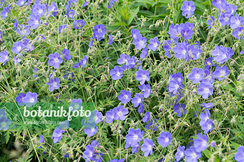 651293 - Meadow cranesbill (Geranium pratense 'Brookside')