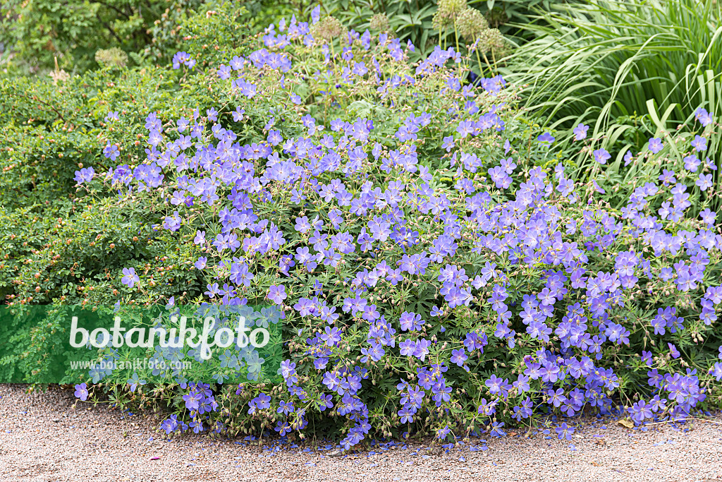 651294 - Meadow cranesbill (Geranium pratense 'Brookside')
