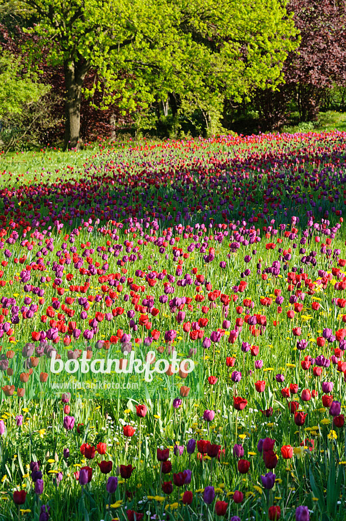 484050 - Meadow with tulips (Tulipa)
