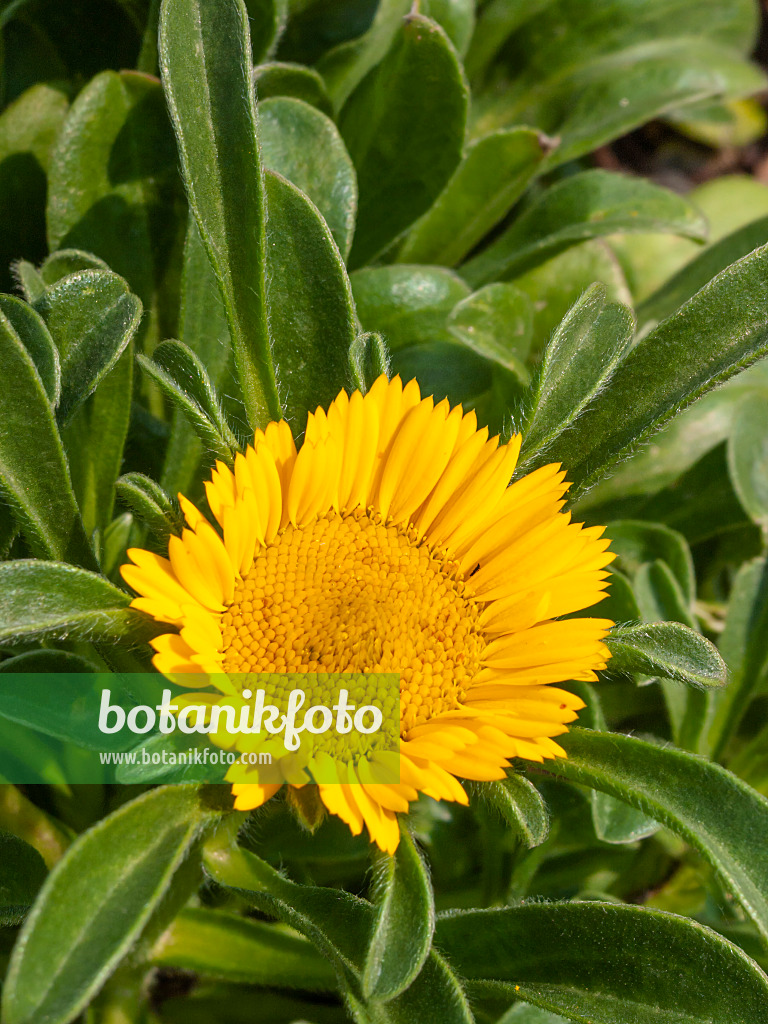 404020 - Mediterranean beach daisy (Asteriscus maritimus)