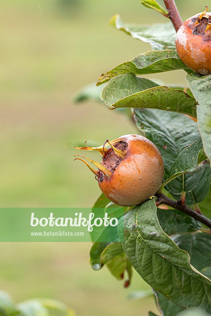 664264 - Medlar (Mespilus germanica 'Großfrüchtige von Nottingham')