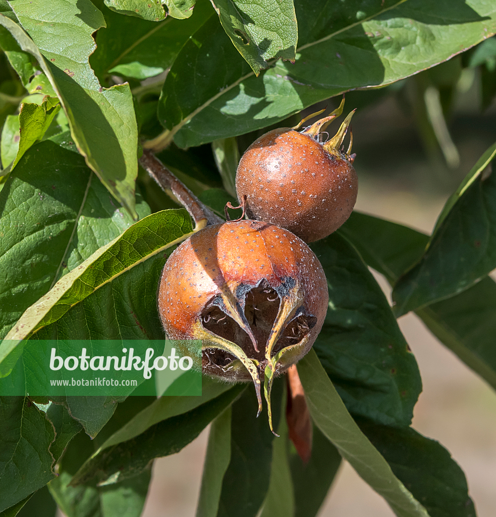 664266 - Medlar (Mespilus germanica 'Macrocarpa')