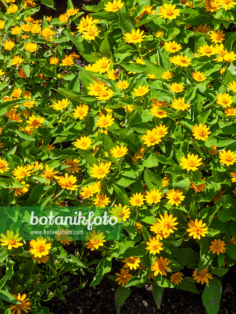 439271 - Melampodium paludosum