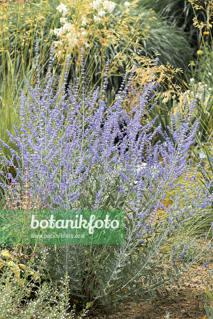 664293 - Meldenblättrige Perovskie (Perovskia atriplicifolia 'Blue Spire')