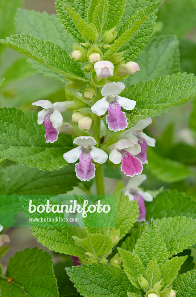 520218 - Mélitte à feuilles de mélisse (Melittis melissophyllum)