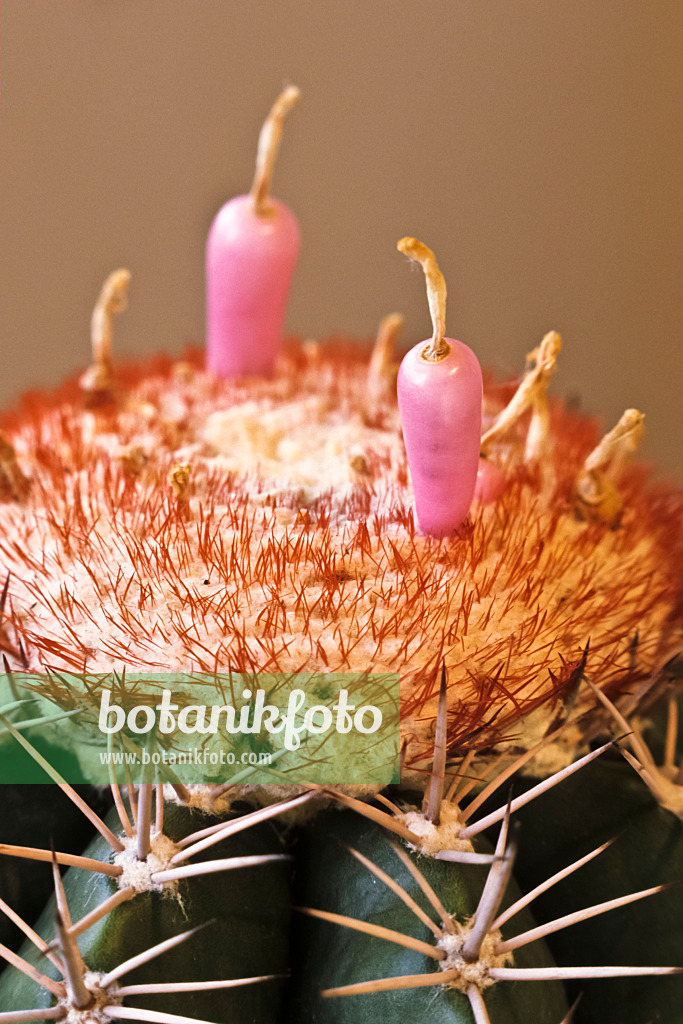 369020 - Melocactus