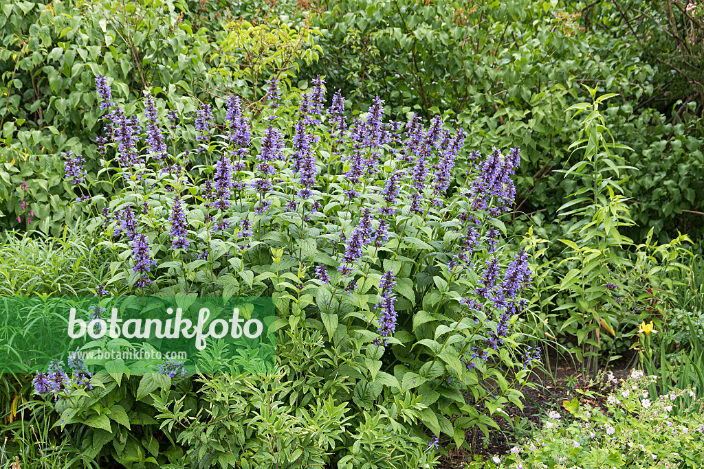 651408 - Menthe aux chats (Nepeta kubanica)