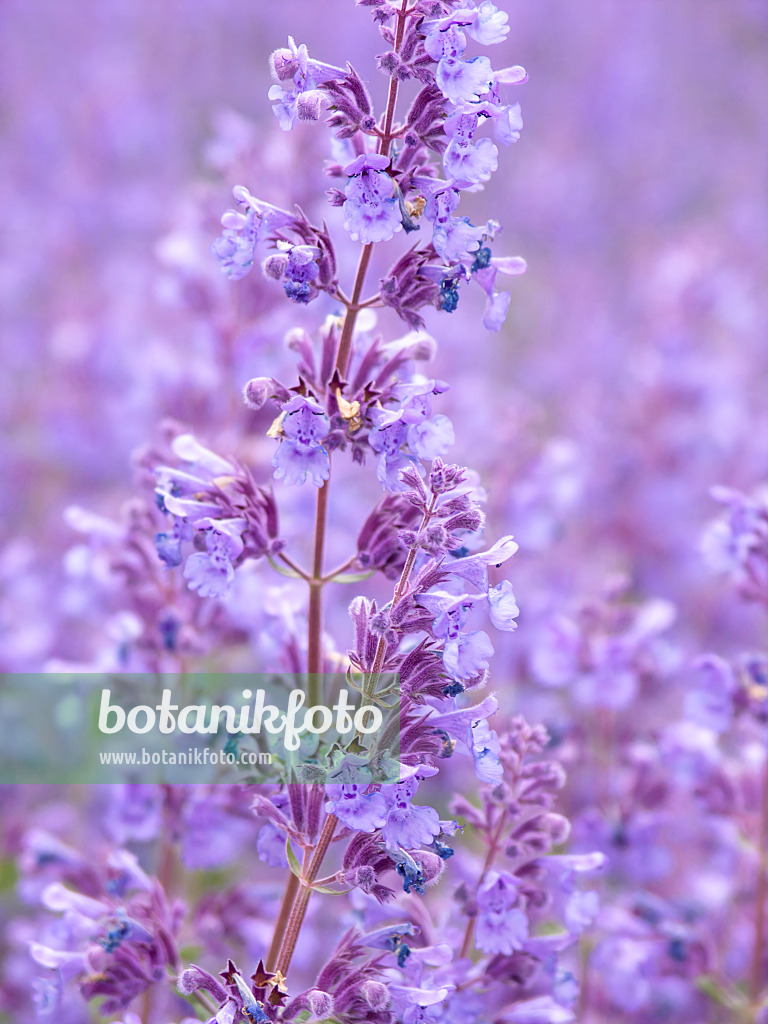 426044 - Menthe aux chats (Nepeta x fasssenii 'Walkers Low')