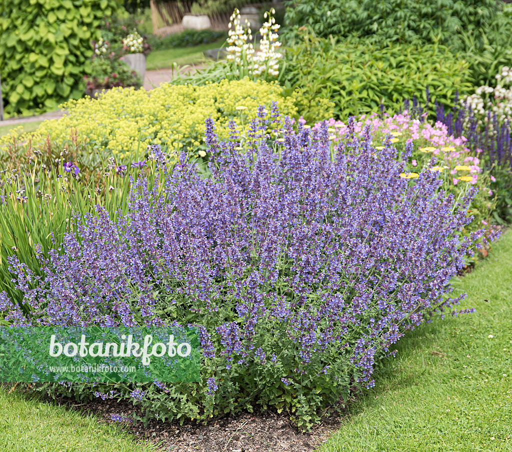 651406 - Menthe aux chats (Nepeta x fasssenii 'Walkers Low')