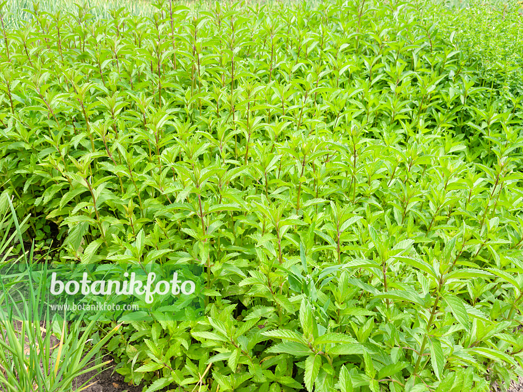 523252 - Menthe gingembre (Mentha x gentilis)