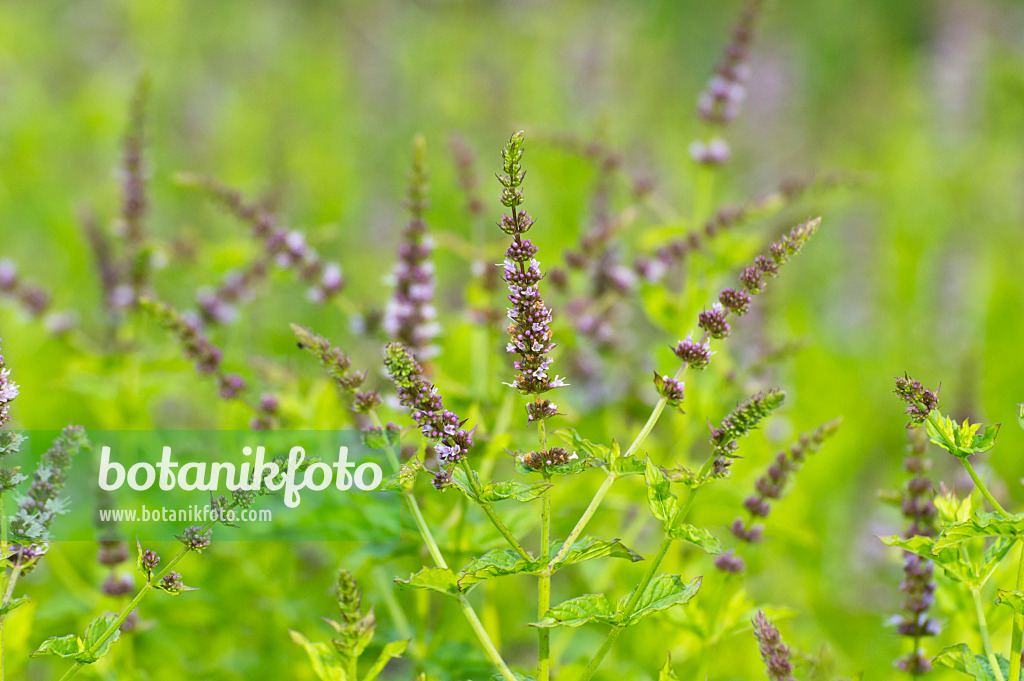 510083 - Menthe poivrée (Mentha x piperita)