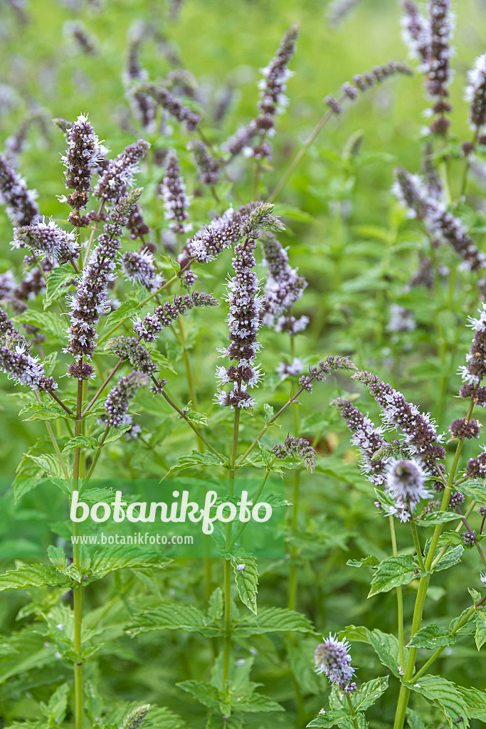 638168 - Menthe poivrée (Mentha x piperita)