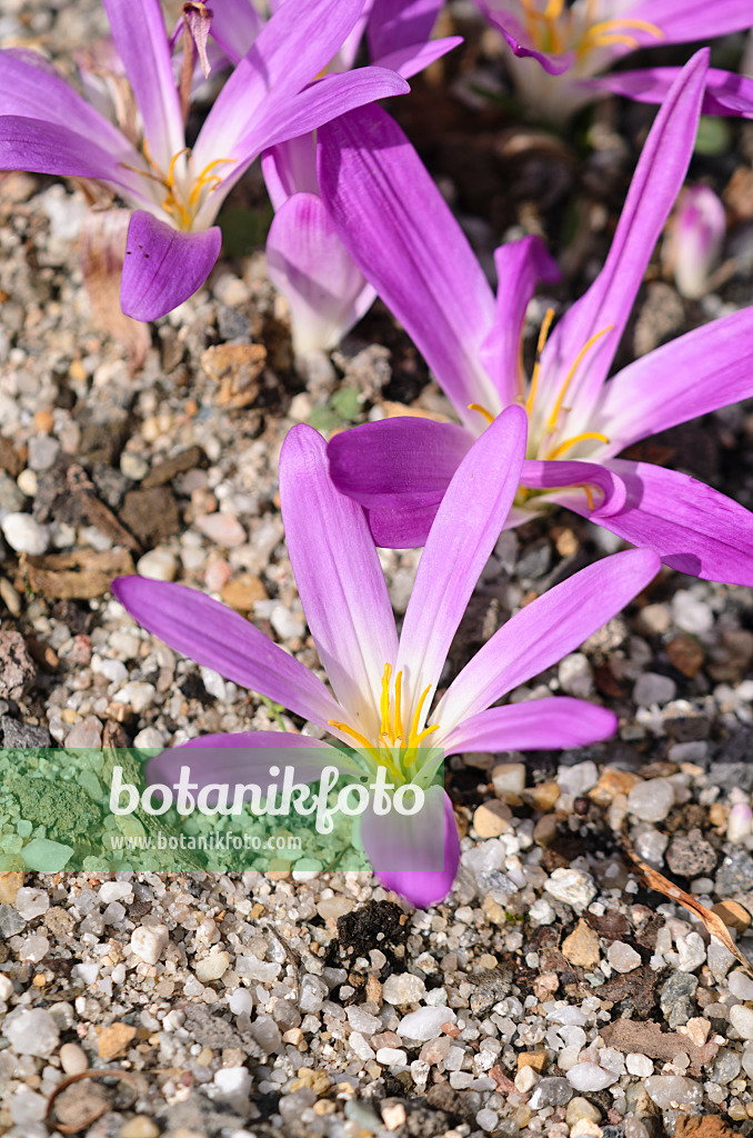 536005 - Merendera montana syn. Colchicum montanum