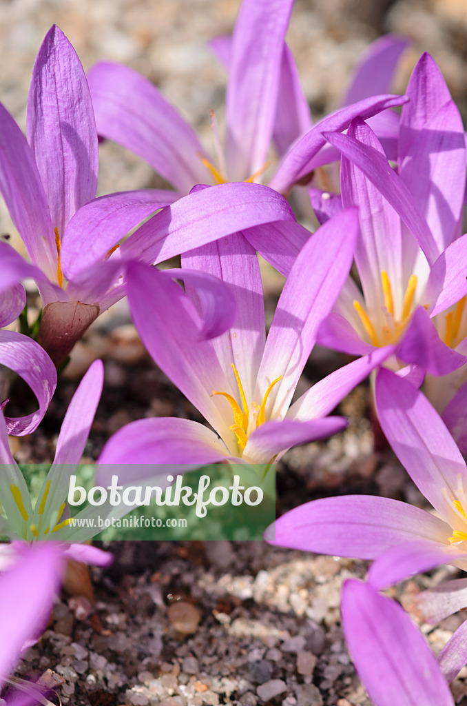 536006 - Merendera montana syn. Colchicum montanum