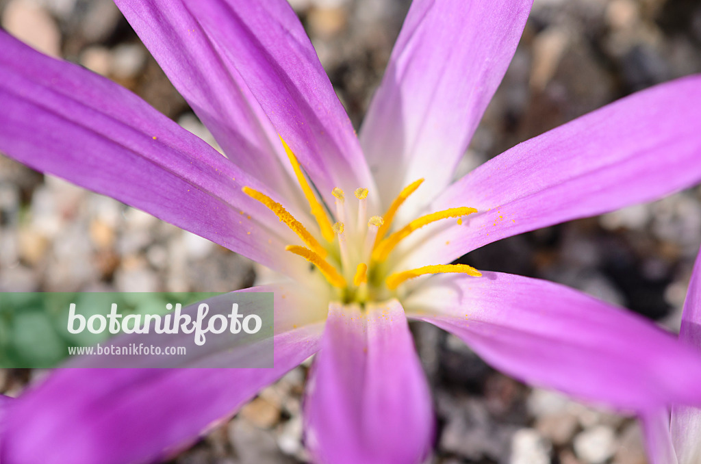 536007 - Merendera montana syn. Colchicum montanum