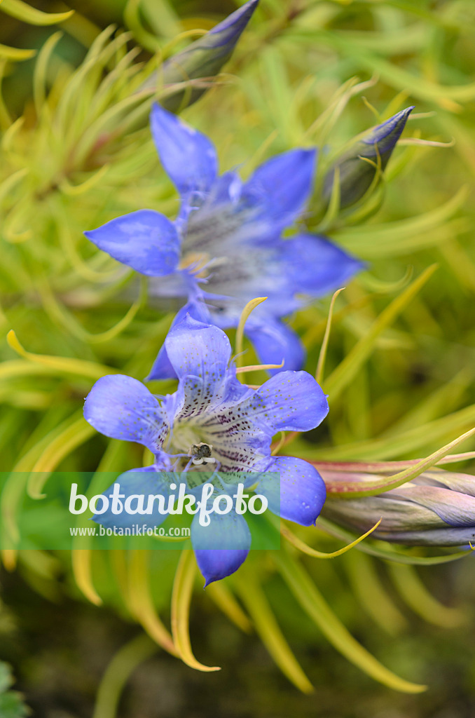 572035 - Merkwürdiger Enzian (Gentiana paradoxa)