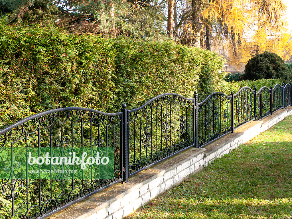 478073 - Metal fence with arborvitae hedge