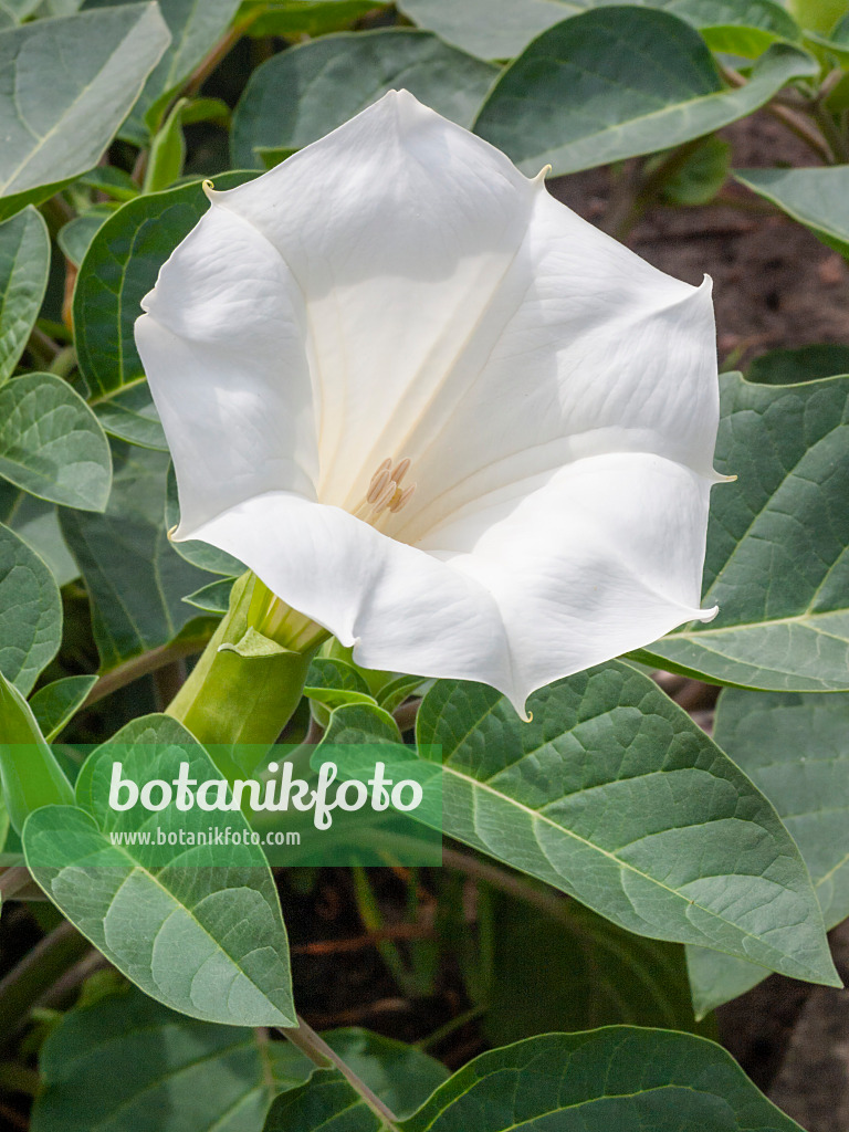 404082 - Métel (Datura metel)