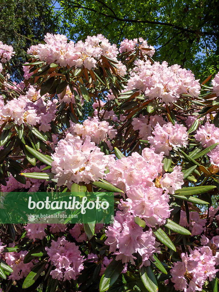 437267 - Metternich's rhododendron (Rhododendron degronianum)