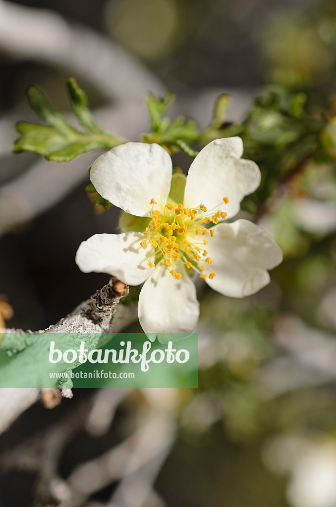508301 - Mexican cliffrose (Purshia mexicana)